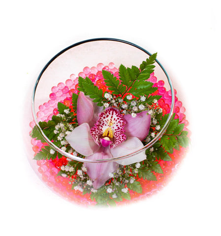 Orquidea en Pecera