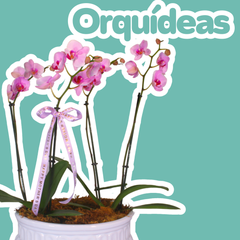 Orquídeas