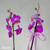Orquídea