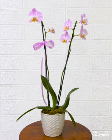 ORQUÍDEA