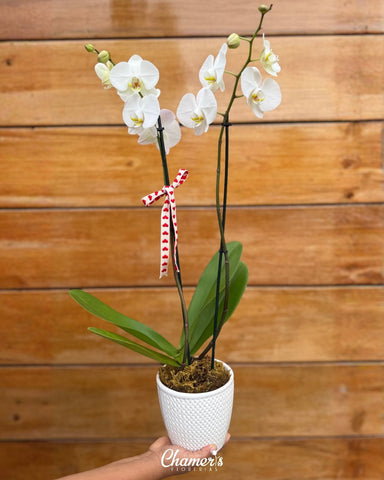 Orquídea