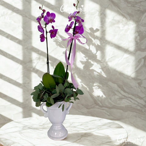 Orquídea