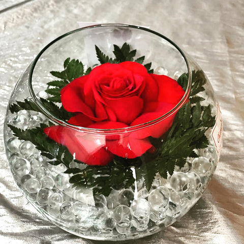 1 Rosa varios colores Pecera